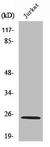 RPL10L Antibody