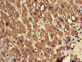 RPL12 Antibody