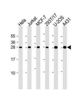 RPL14 antibody