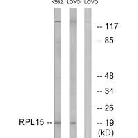RPL15 antibody