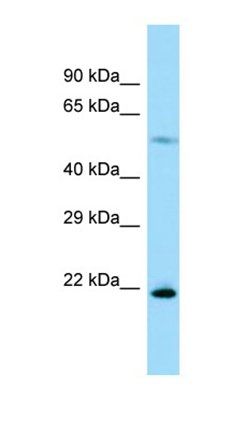 Rpl17 antibody