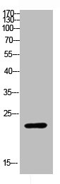 RPL17 Antibody