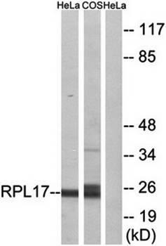 RPL17 Antibody