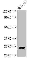 RPL19 Antibody