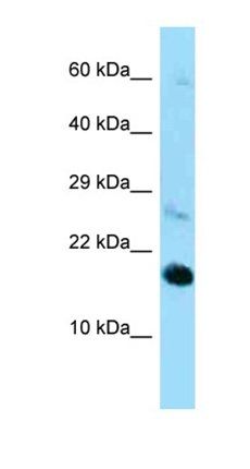 Rpl22 antibody
