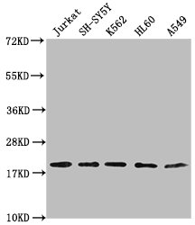 RPL24 Antibody