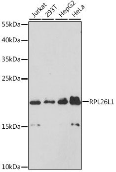 RPL26L1 antibody