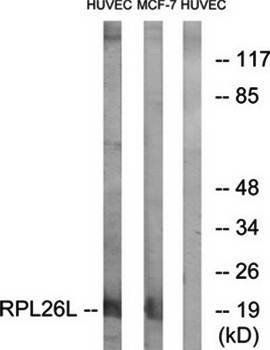 RPL26L antibody