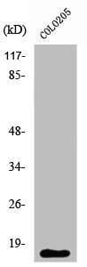 RPL27A Antibody