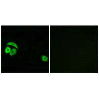 RPL27A Antibody