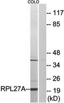 RPL27A Antibody