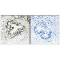 RPL30 Antibody
