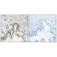 RPL31 Antibody