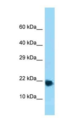 Rpl32 antibody