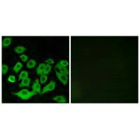 RPL36 antibody