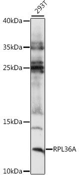 RPL36A antibody