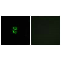 RPL39 Antibody