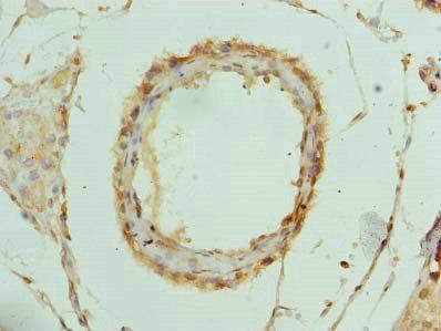 RPL39L Antibody