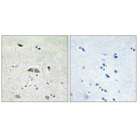 RPL39L Antibody