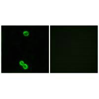 RPL3L Antibody
