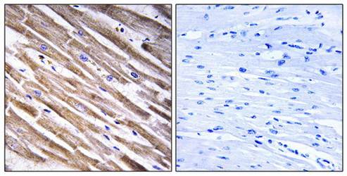 RPL3L Antibody