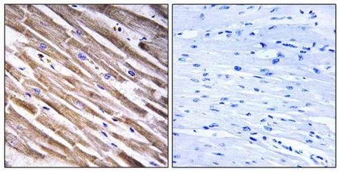 RPL3L antibody