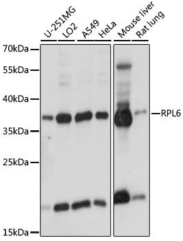 RPL6 antibody