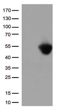 RPL7A antibody