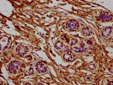 RPL7A Antibody