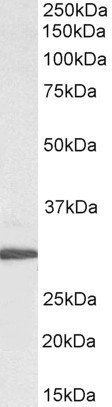Goat anti-ribosomal protein L8, Biotinylated Antibody