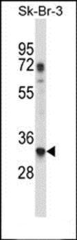 RPL8 antibody