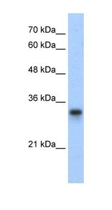 RPL8 antibody