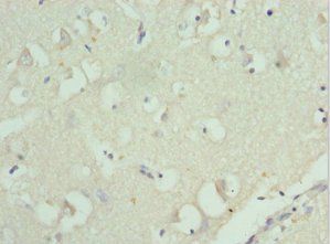 RPL9 Antibody