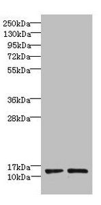 RPP14 Antibody