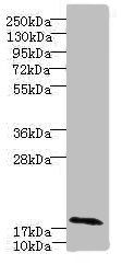 RPP21 Antibody