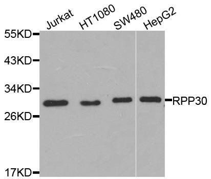 RPP30 antibody
