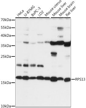 RPS13 antibody