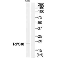 RPS18 Antibody