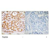 RPS19 Antibody