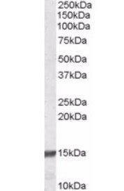 Goat anti-RPS19 Antibody