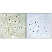 RPS19BP1 Antibody