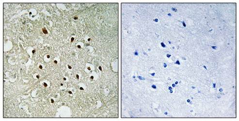 RPS19BP1 Antibody