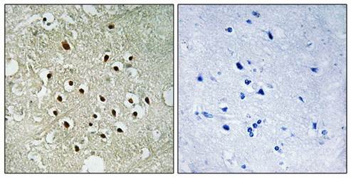 RPS19BP1 antibody