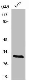 RPS2 Antibody