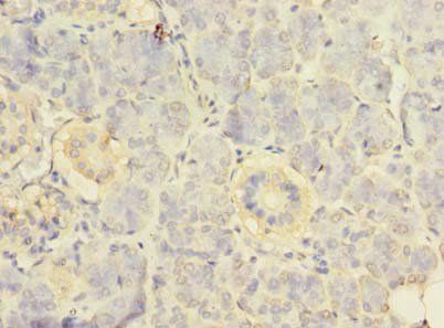 RPS24 Antibody