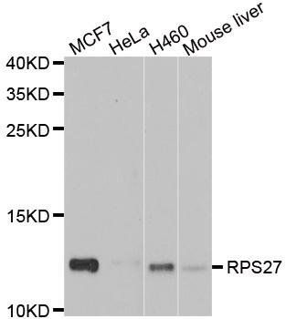 RPS27 antibody