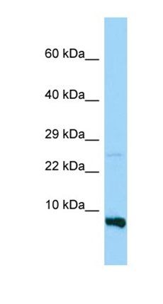 RPS28 antibody