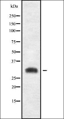 RPS3A antibody