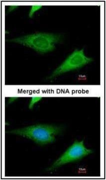 ribosomal protein S3A Antibody