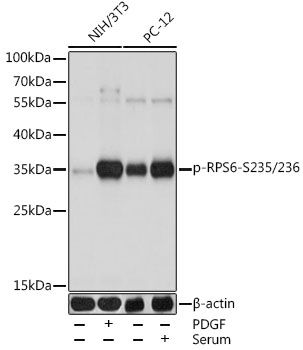 RPS6 (Phospho-S235/236) antibody